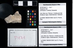 Foto (Objekt + Etikett) von Galatheoidea indet.  (NHMW-GEO-2014-0194-0171)